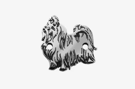 Máltai selyemkutya 2